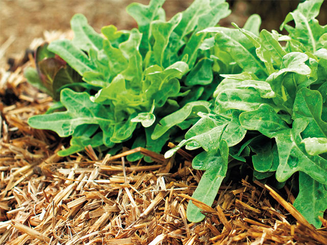 Gärtnern auf Stroh Die StrohballenGärtnerei GartenFlora