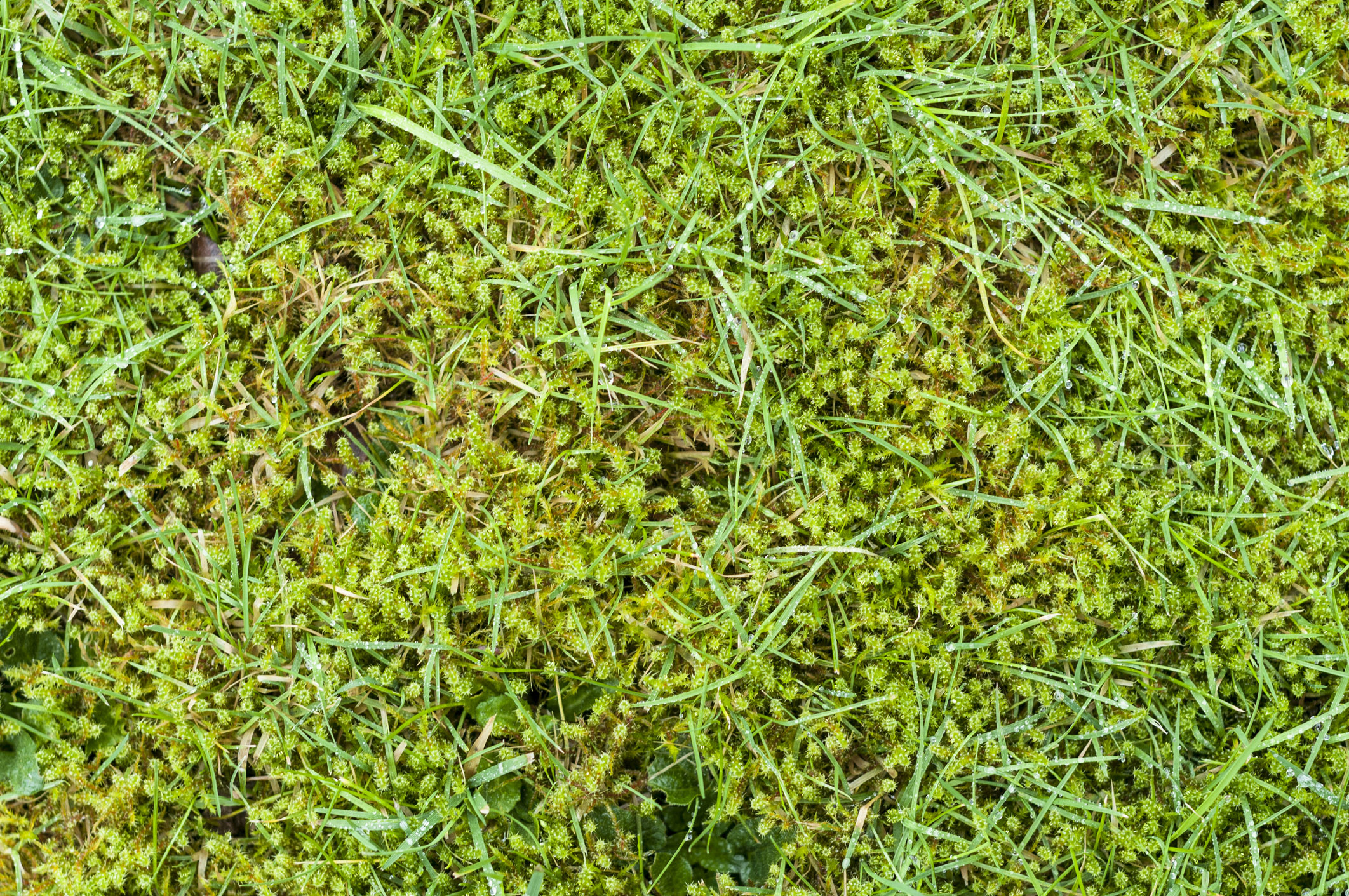 Moos im Rasen: Die Vorbeugung ist wichtig | GartenFlora