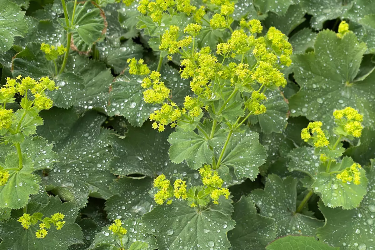 Frauenmantel im Garten [Foto: AdobeStock_Ruckszio]