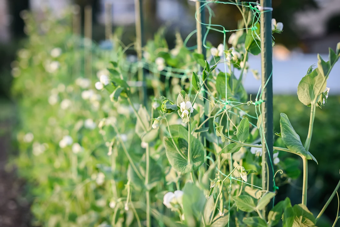 Blühende Erbsen wachsen an einer Rankhilfe. Foto: AdobeStock_Amy Mitchell