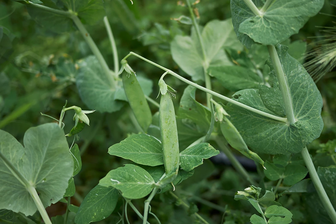 Erbsen wachsen im Garten. Foto: AdobeStock_simona