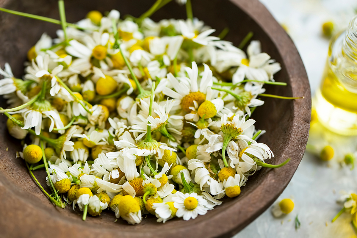 Kräuter trocknen [Foto: AdobeStock_Marrakeshh]