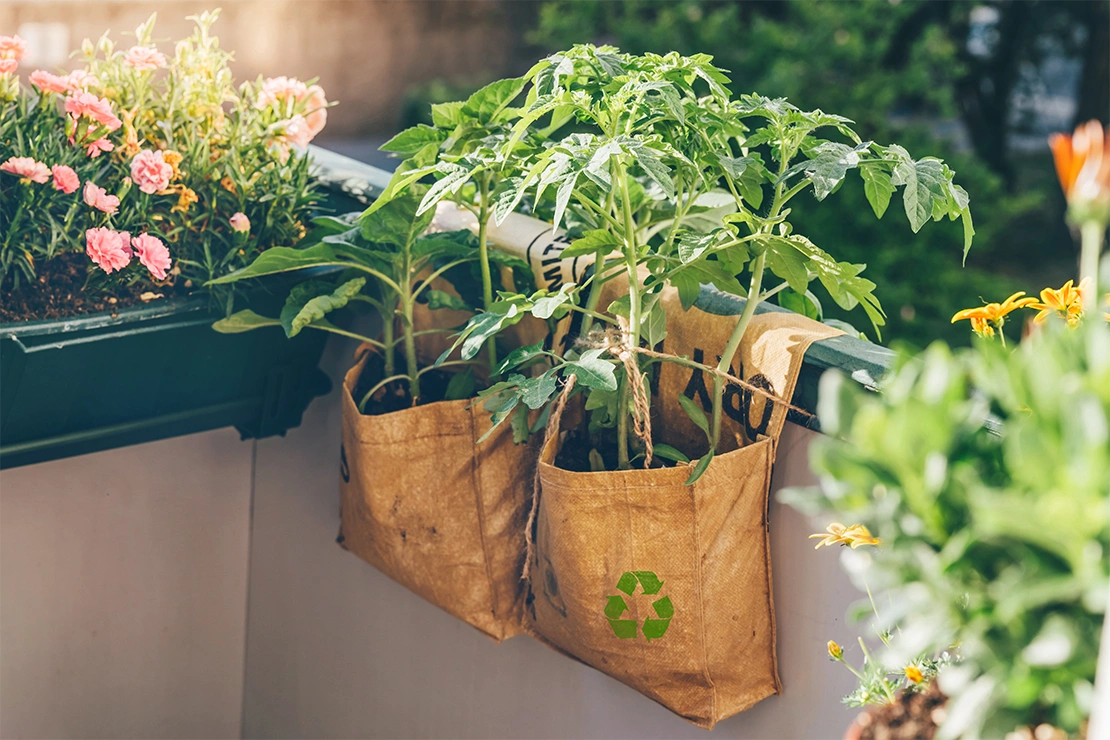 Urban Garden: Tomatenpflanzen wachsen in Pflanzsäcken an einem Balkongeländer. Foto: AdobeStock_Katecat