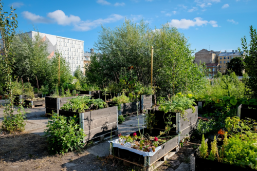 Urbaner Garten mit mehreren bepflanzten Hochbeeten mit Holzverkleidungen. [Foto: AdobeStock_Viesturs]