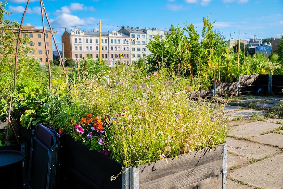 Mit Wildblumen bewachsenes Hochbeet in einem Urban Garden. Foto: AdobeStock_Viesturs