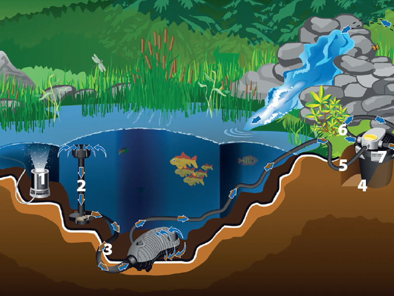 Wie Sie Ihren Gartenteich reinigen GartenFlora