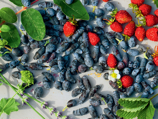 Geerntete Sibirsche Honigbeeren und Erdbeeren