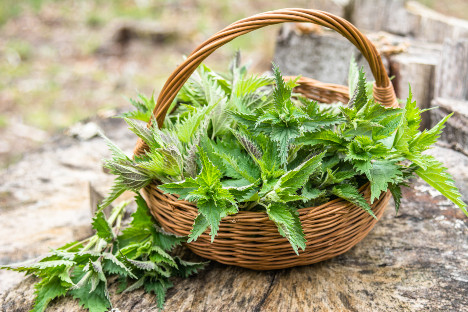 Brennnesseljauche Herstellung und Anwendung GartenFlora