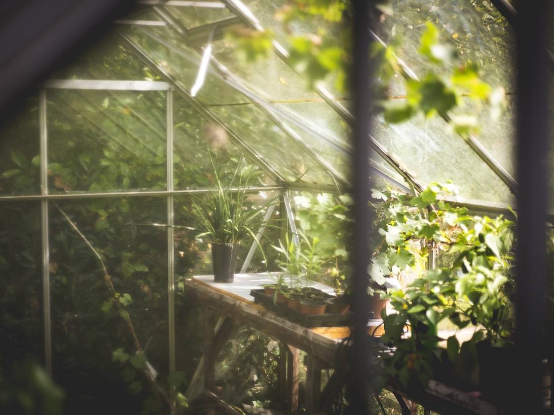 Die richtige Luftfeuchtigkeit im Gewächshaus GartenFlora