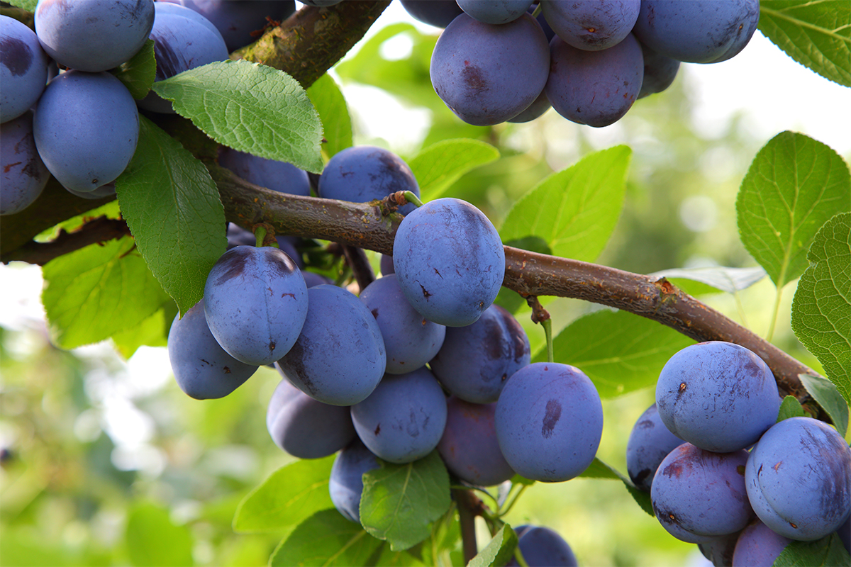 Zwetschgen-Erntezeit [Foto: AdobeStock_Branko Srot]