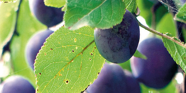 Zwetschgen reife Früchte am Baum