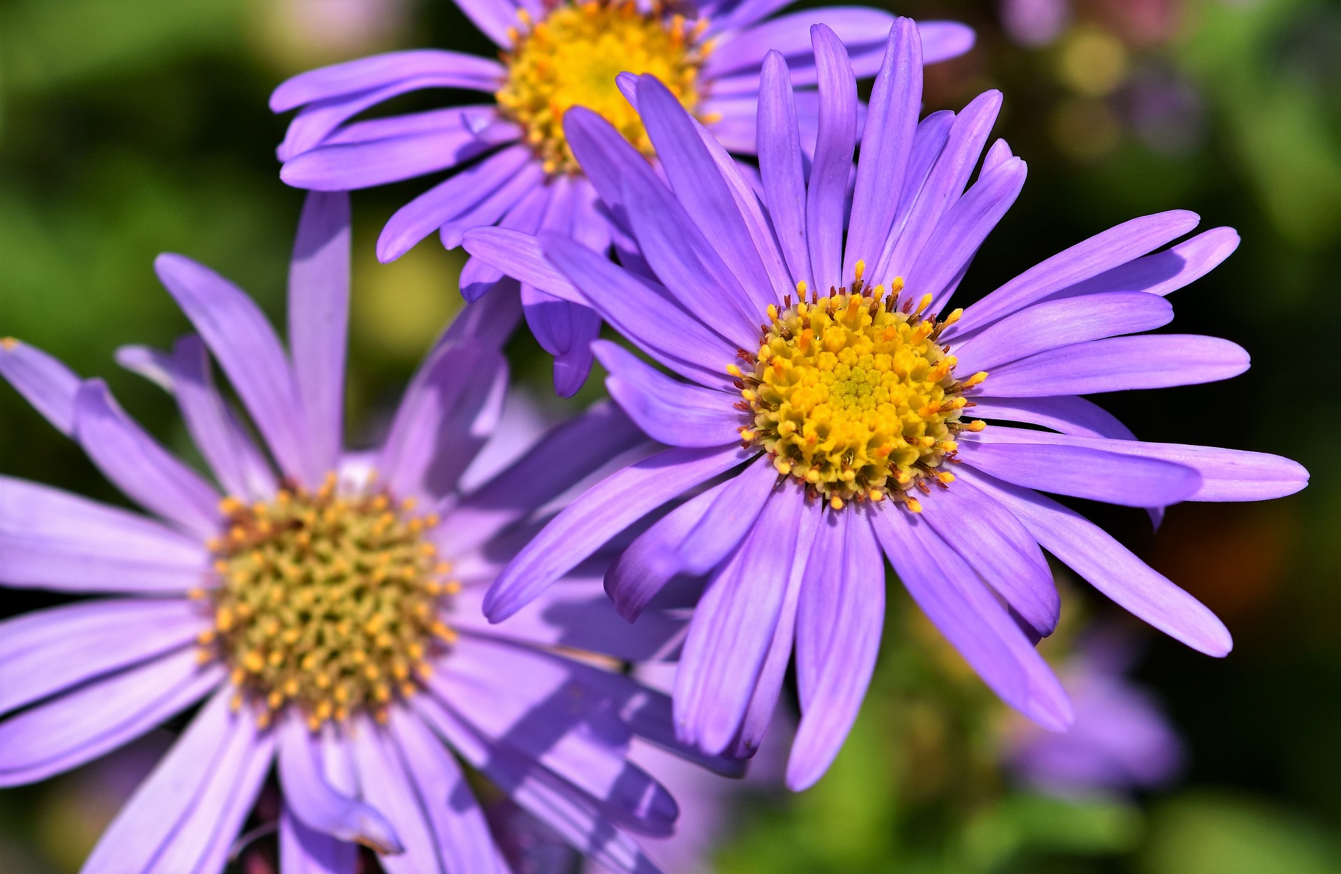 Mit Astern durch das Jahr GartenFlora