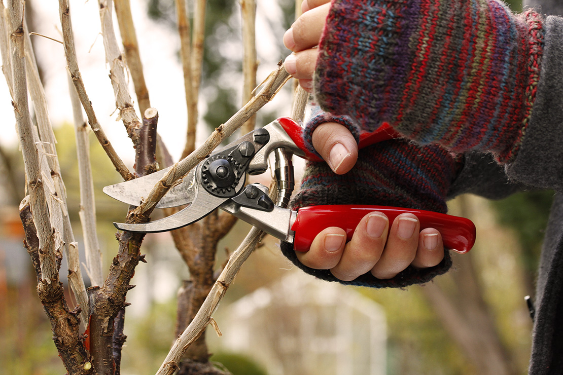 Steckholzvermehrung: Zu sehen sind die Hände einer weißen Frau, die gestrickte, bunte Handschuhe trägt, die an den Fingern freigelegt sind. Sie hält eine rote Gartenschere und schneidet Äste eines Strauches. Die Szene spielt sich im Freien ab, mit leicht verschwommenem Hintergrund aus Bäumen und Sträuchern.