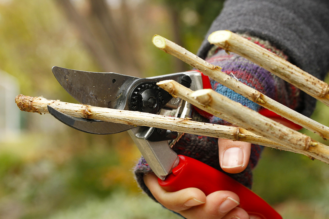 Steckholzvermehrung: Zu sehen ist die Hand einer weißen Frau, die einen gestrickten, bunten Handschuh trägt, der an den Fingern freigelegt ist. Sie hält eine rote Gartenschere und schneidet gerade das letzte von mehreren Zweigenden schräg an.