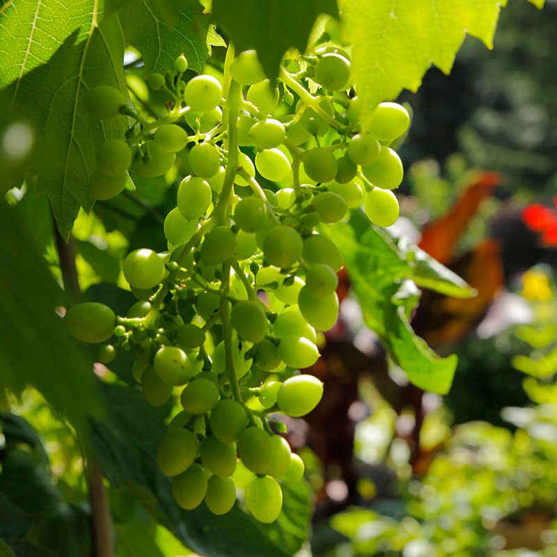 Wie Das Wein Schneiden Am Besten Gelingt Gartenflora