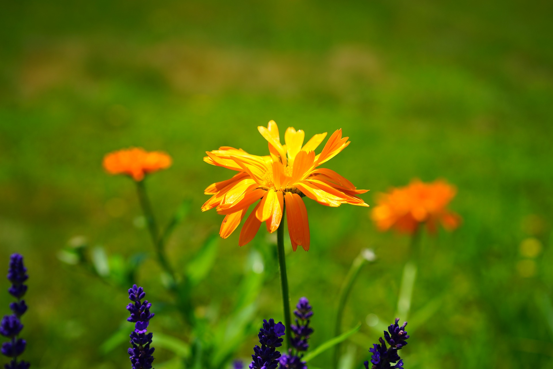 BioZierpflanzen Umweltschonend und robust GartenFlora