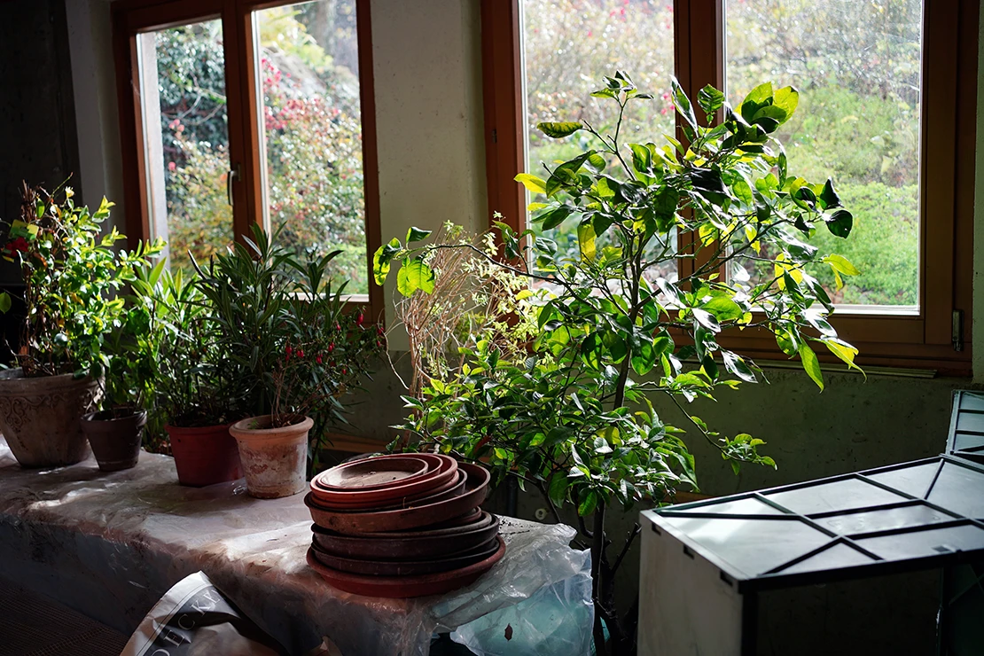 Kübelpflanzen überwintern: verschiedene Topfpflanzen in einem Winterquartier mit einer Fensterreihe im Hintergrund