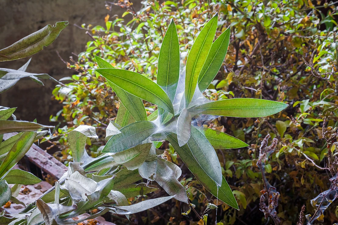 Kübelpflanzen überwintern: Spinnmilben an einem Oleander