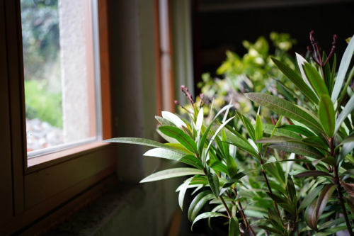 Kübelpflanzen überwintern: Ein Oleander im Winterquartier, links ein Fenster. Foto: AdobeStock_Thomas