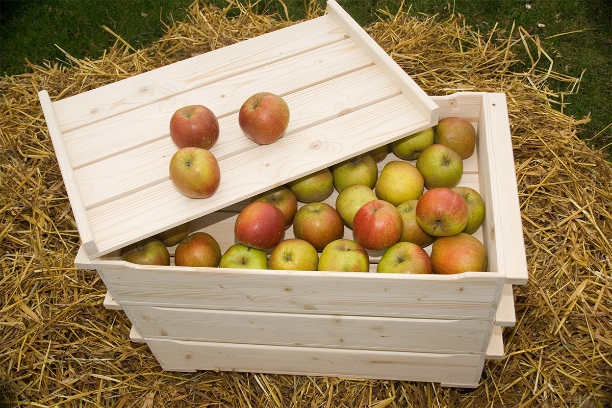 Äpfel lagern in einer Apfelkiste [Foto: AdobeStock_Conny Hagen]