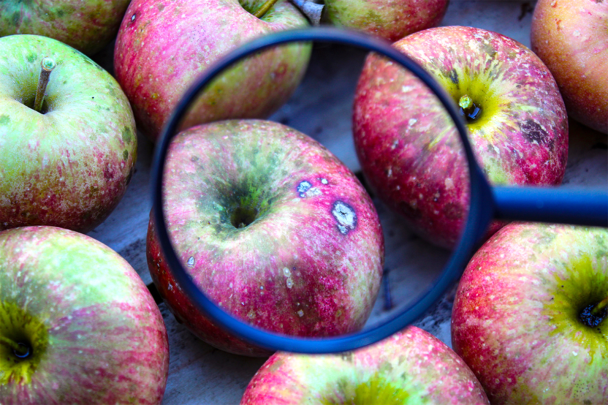 Äpfel beim Lagern, die von Stippe befallen sind unter einer Lupe  [Foto: AdobeStock_Mahir]