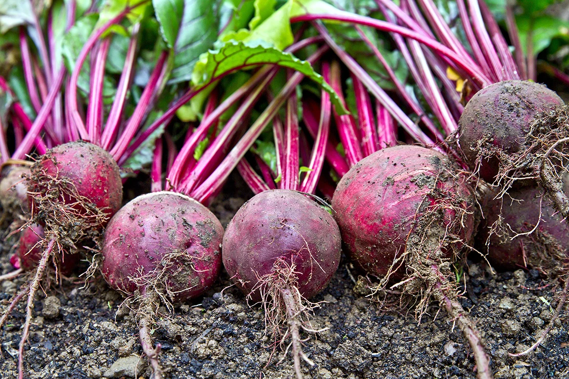 Frisch geerntete Rote Bete liegen auf der Erde. Foto: AdobeStock_Clickmanis