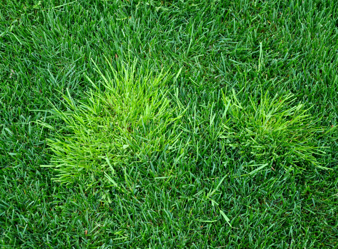 Rasen mit hellen Tupfen: Poa annua und Poa trivialis | GartenFlora