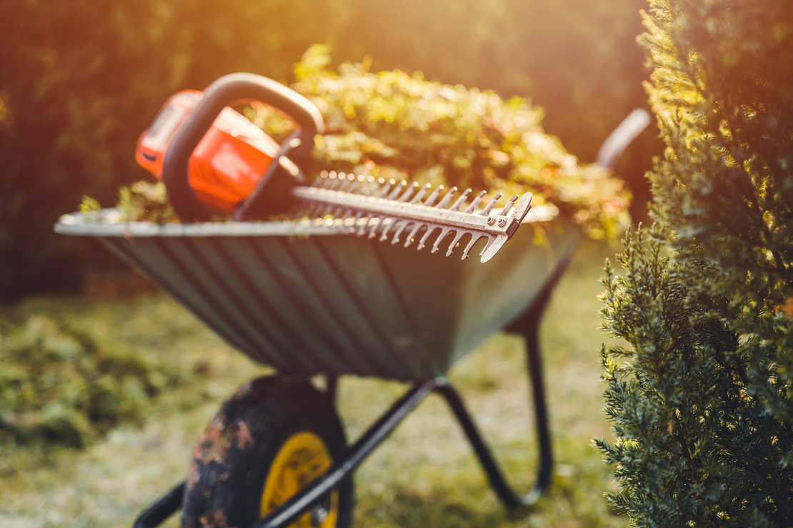 Hecke schneiden. Foto: AdobeStock_Peter