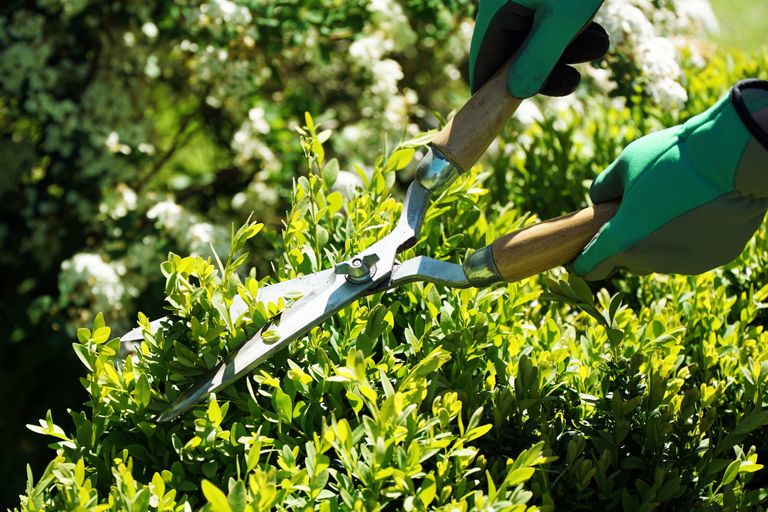 Hecke schneiden. Foto: AdobeStock_Dan Race