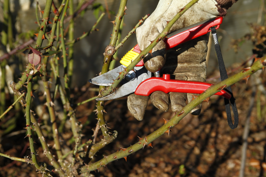 Rosen schneiden im Frühjahr Einfache Schnittregeln GartenFlora