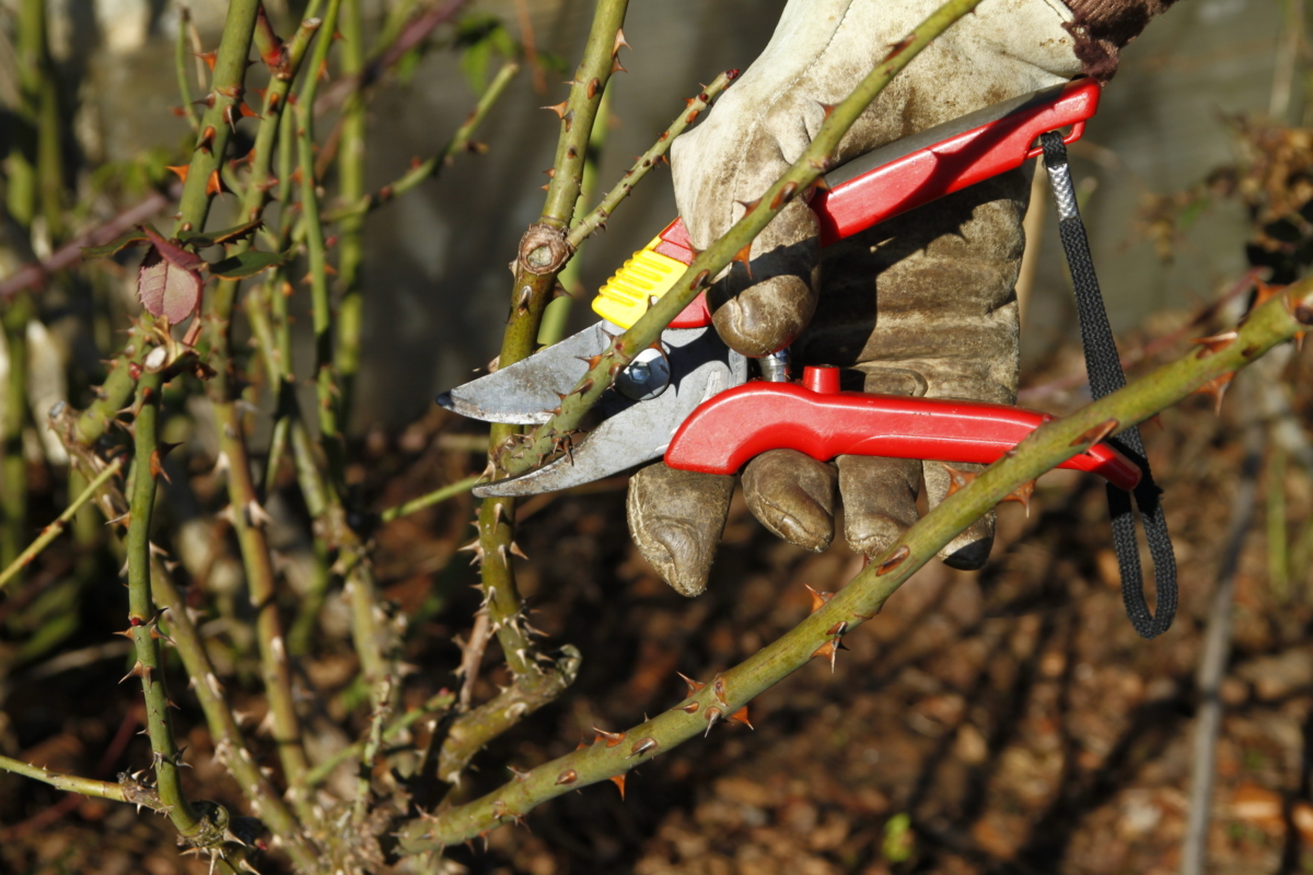 36+ Rosen Schneiden Und Düngen Im Frühjahr, Im frühjahr schneidet