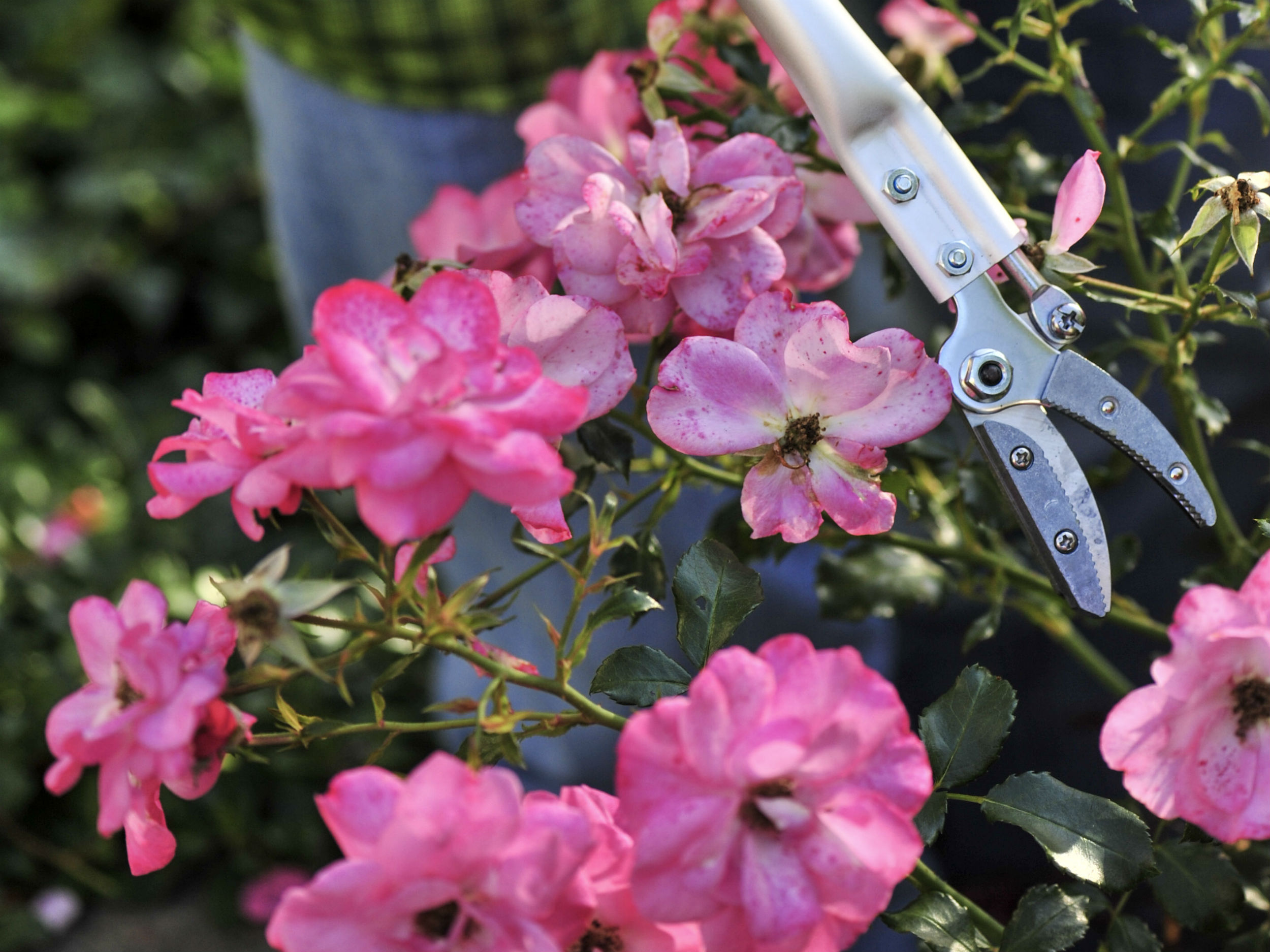 Rosen Schneiden So Klappt S Gartenflora