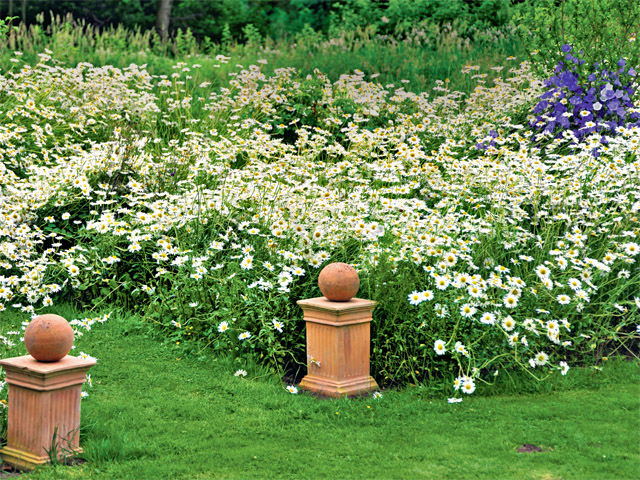 Die frische Fettwiese Eine Augenweide GartenFlora