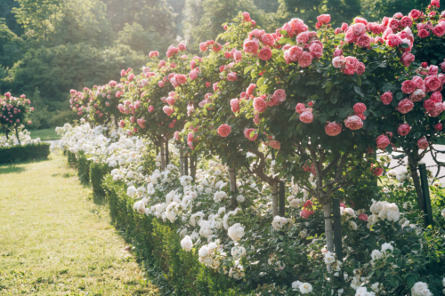 Stämmchenrosen mit pinken Blüten in einer Reihe. Darunter weißblühende Strauchrosen. Foto: AdobeStock_Katecat