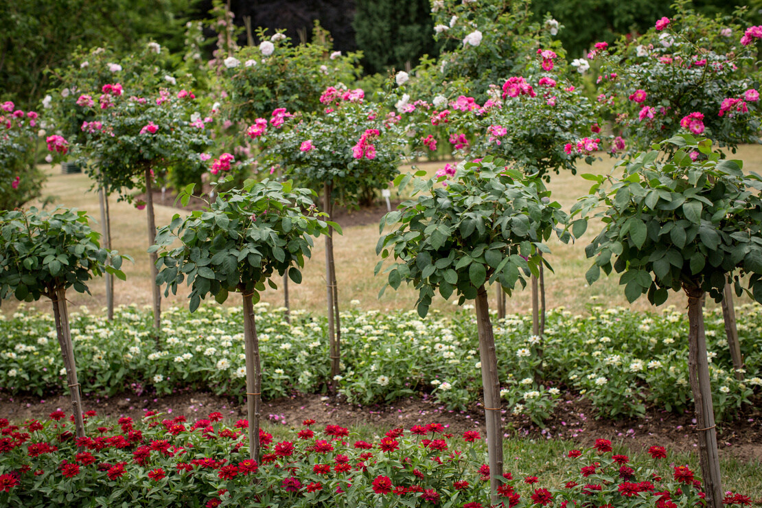 Stammrosen. Foto: AdobeStock_Susann Bausbach