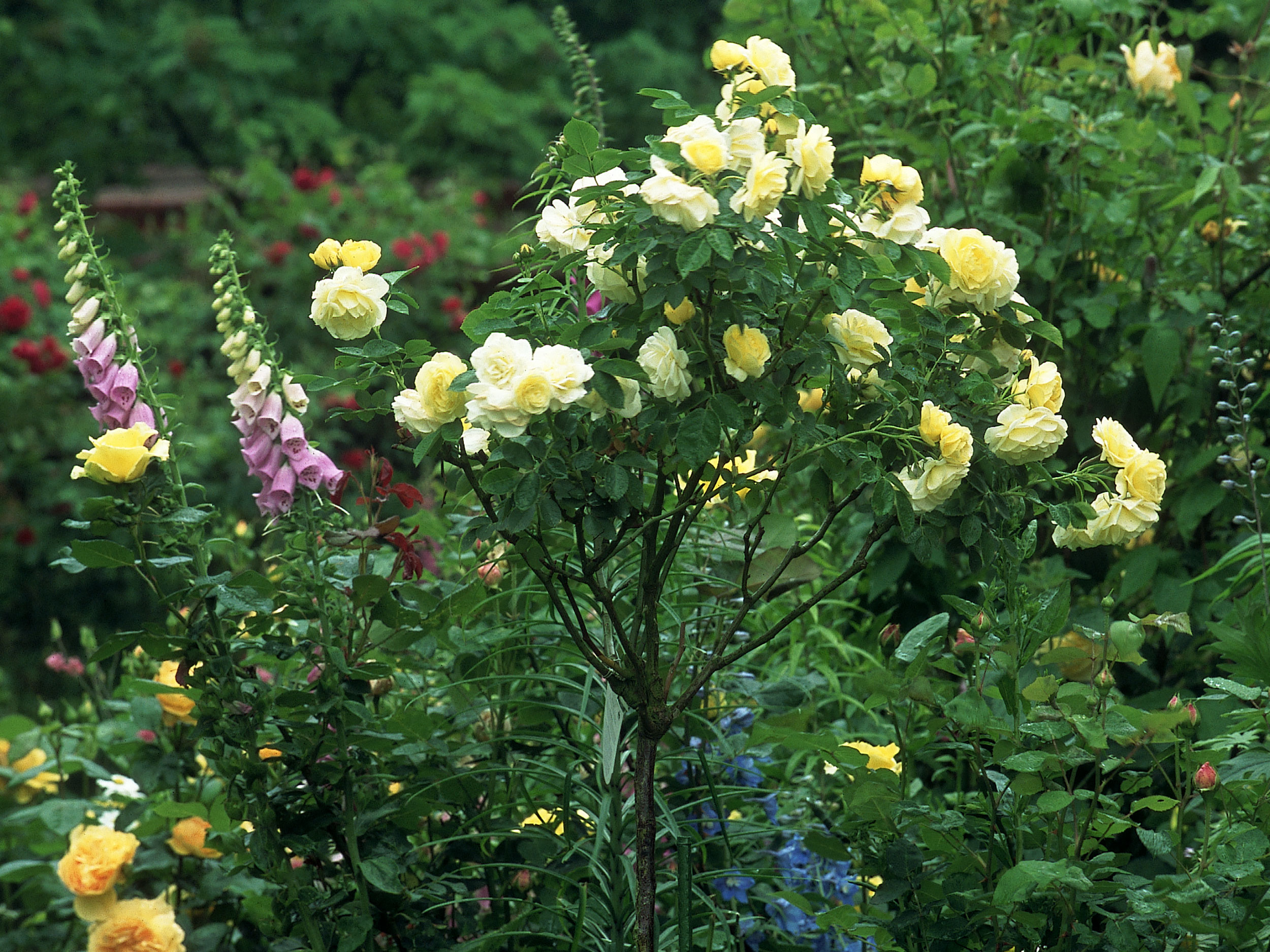 Stammrosen Verkannte Schönheit im Garten GartenFlora