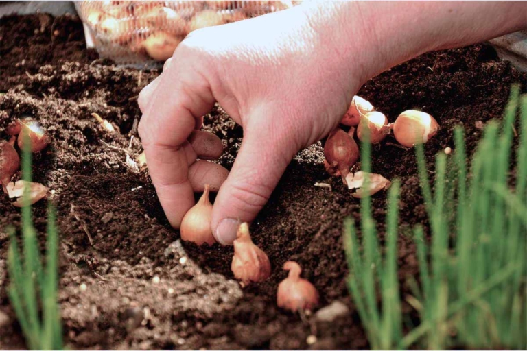 Zwiebeln anbauen Säen oder stecken GartenFlora