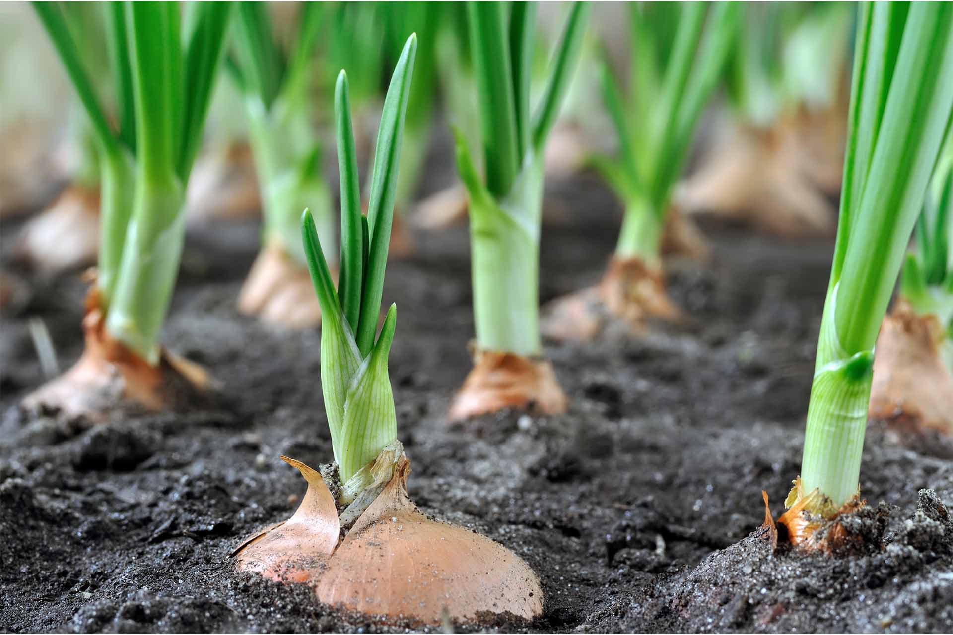 Zwiebeln anbauen: Säen oder stecken | GartenFlora