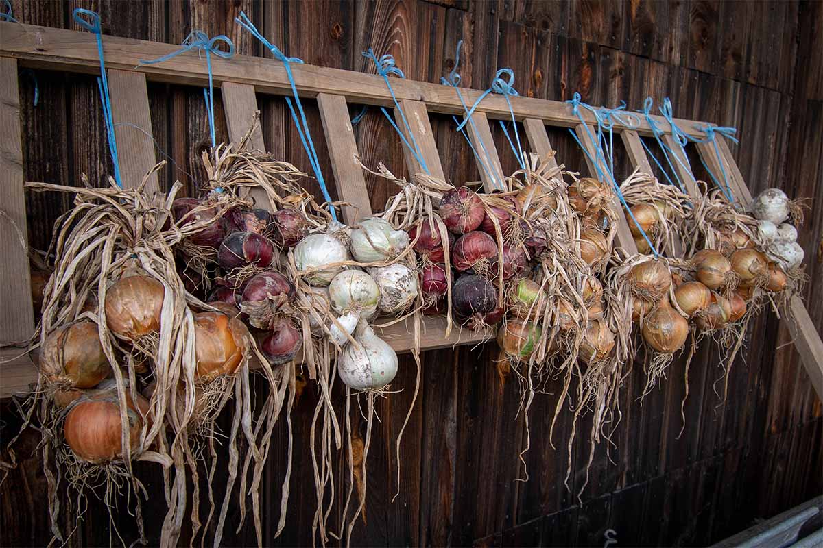 Zwiebeln trocknen zur Samengewinnung [Foto: AdobeStock_Kovaricekpavel]