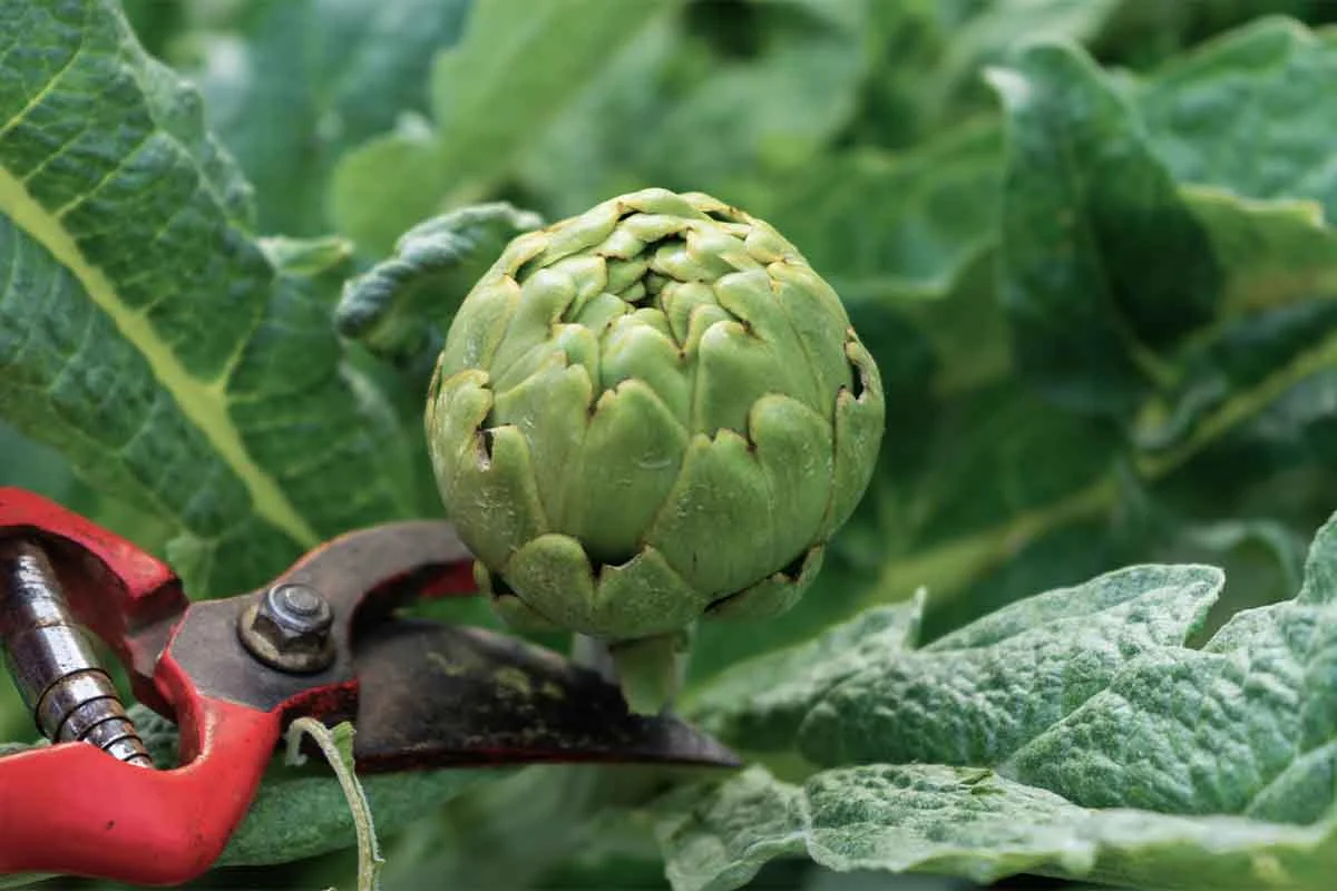 Artischocke wird mit einer Gartenschere geerntet [Foto: AdobeStock_Jaume Pera]