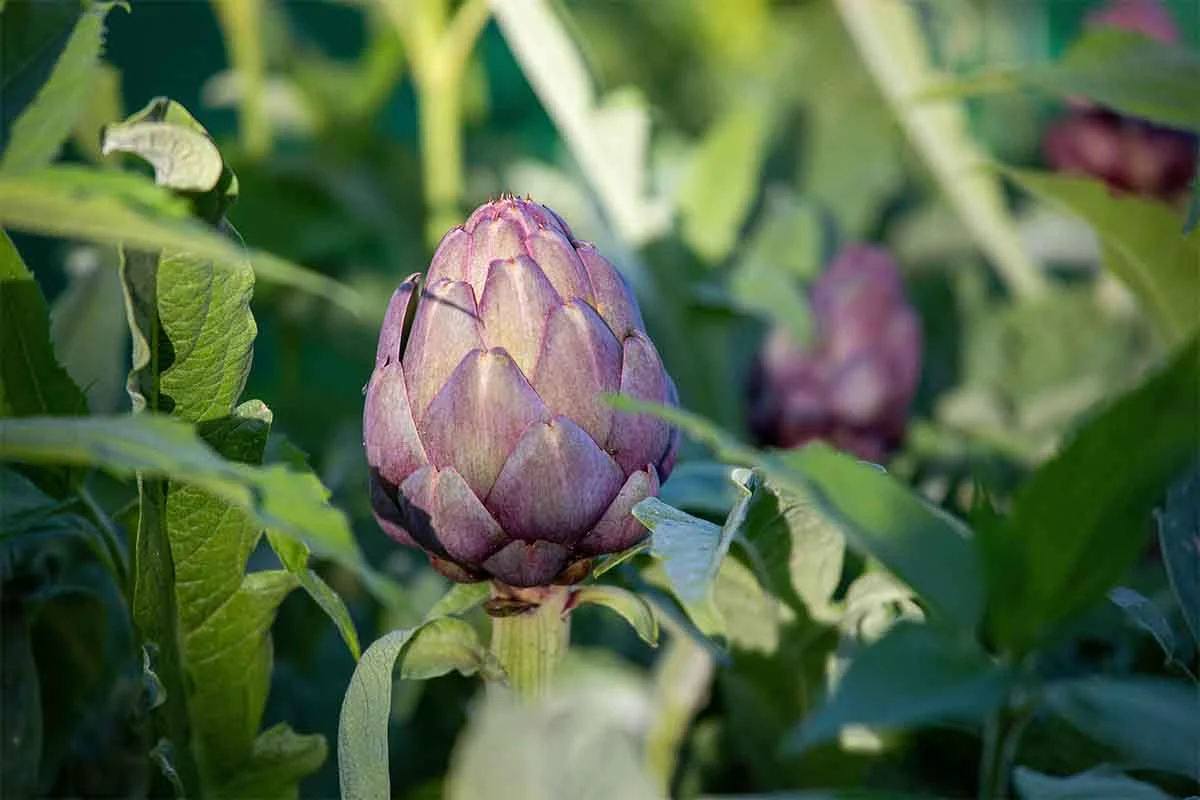 Artischocke in gruenviolett waechst in einem Beet [Foto: AdobeStock_Thierry RYO]