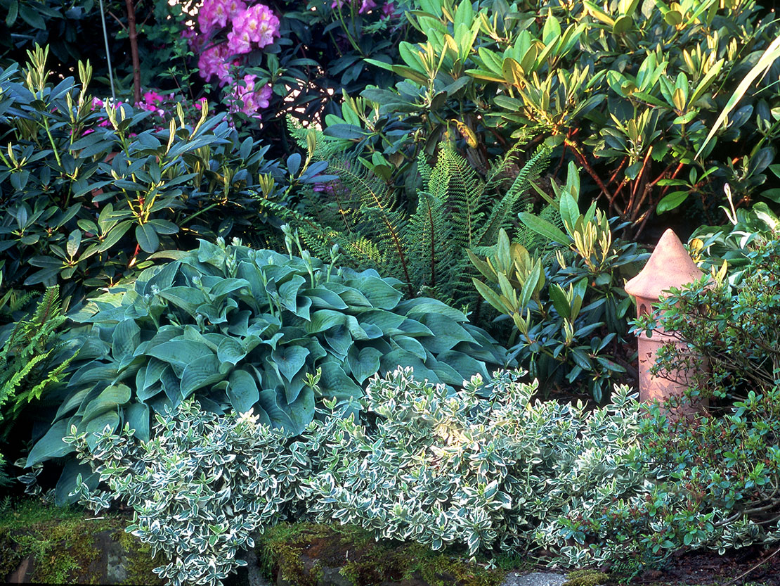 Halbschatten Pflanzen Wenig Licht Ist Mehr Gartenflora