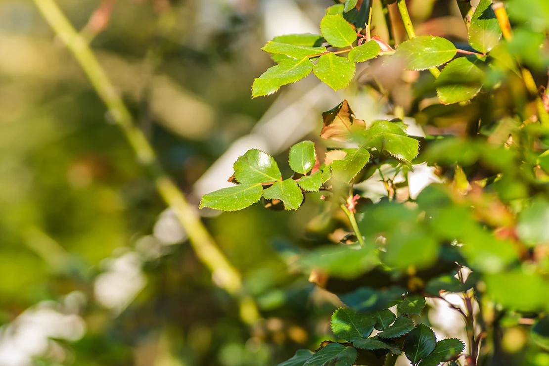 Bodenmüdigkeit: Eine Rose im Garten. Foto: AdobeStock_caocao191