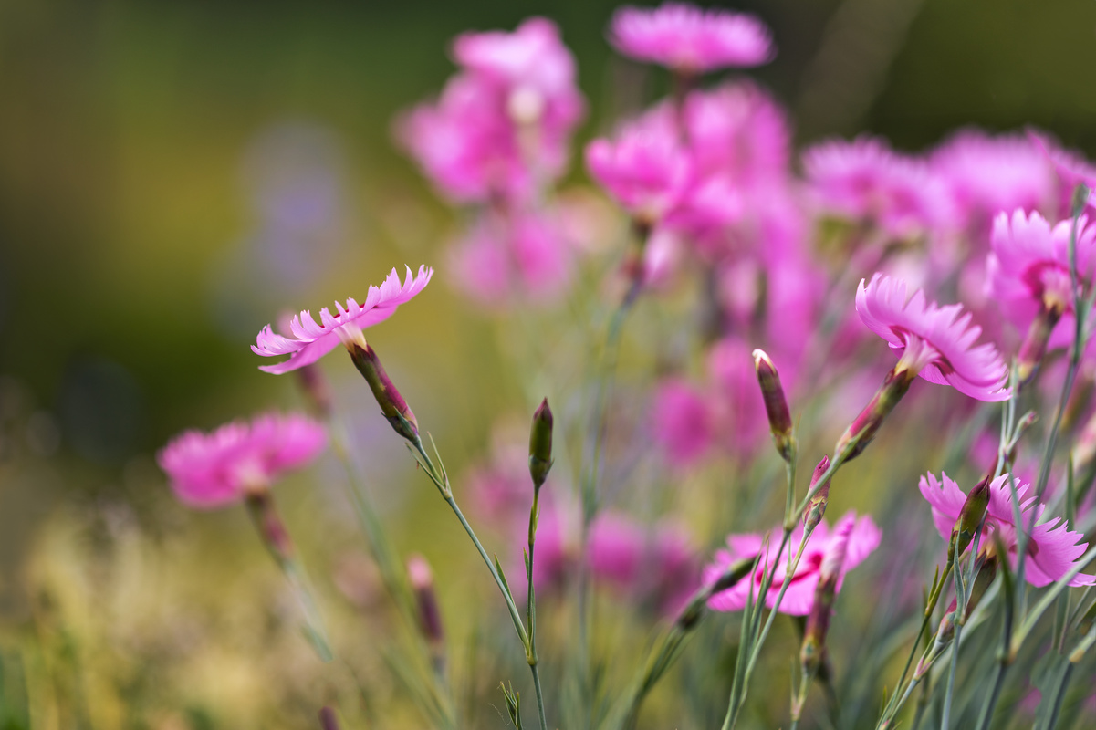 Nelken Mehrjährige Stauden für den Garten GartenFlora