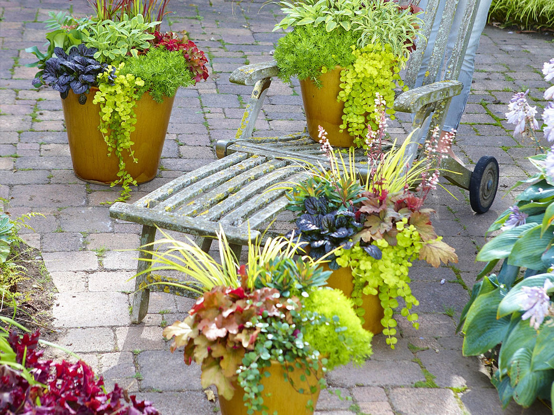 Stauden im Kübel GartenFlora