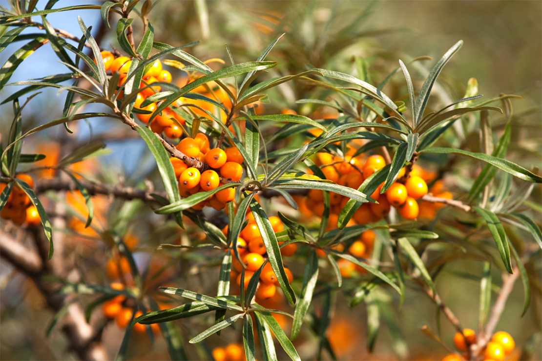 Garten im August: Orangene Früchte an den Zweigen des Sanddorns Foto: AdobeStock_UbjsP