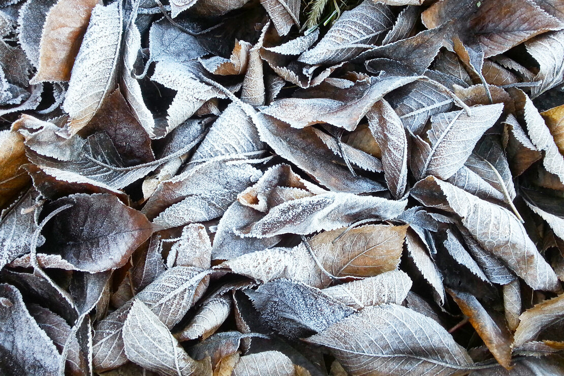 Mit Eisblumen bedecktes Laub im Winter. Foto: AdobeStock_Annett Seidler