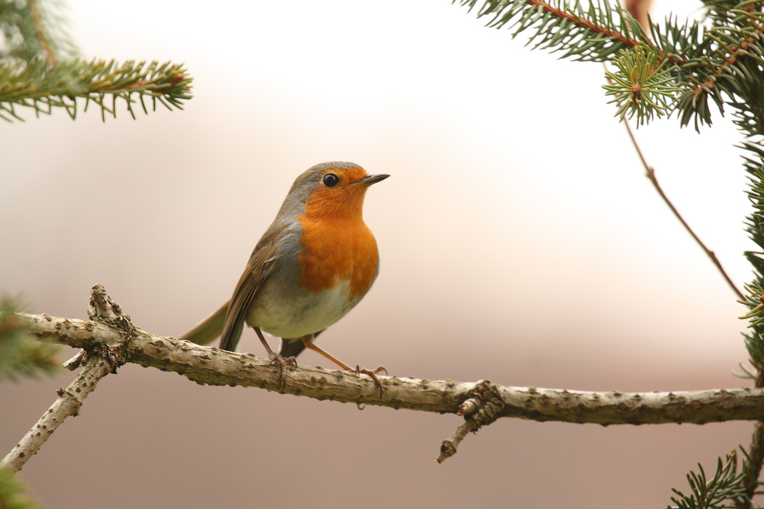 Rotkehlchen auf einem Ast. Foto: AdobeStock: Ars Ulrikusch