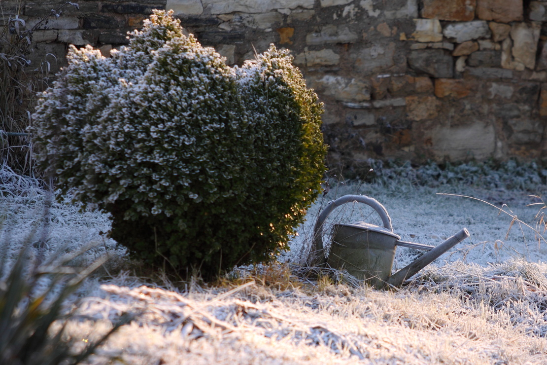 Ein Garten im Winter: Eine Gießkanne steht neben einem Strauch auf eisbedecktem Rasen. Foto: AdobeStock_Volker