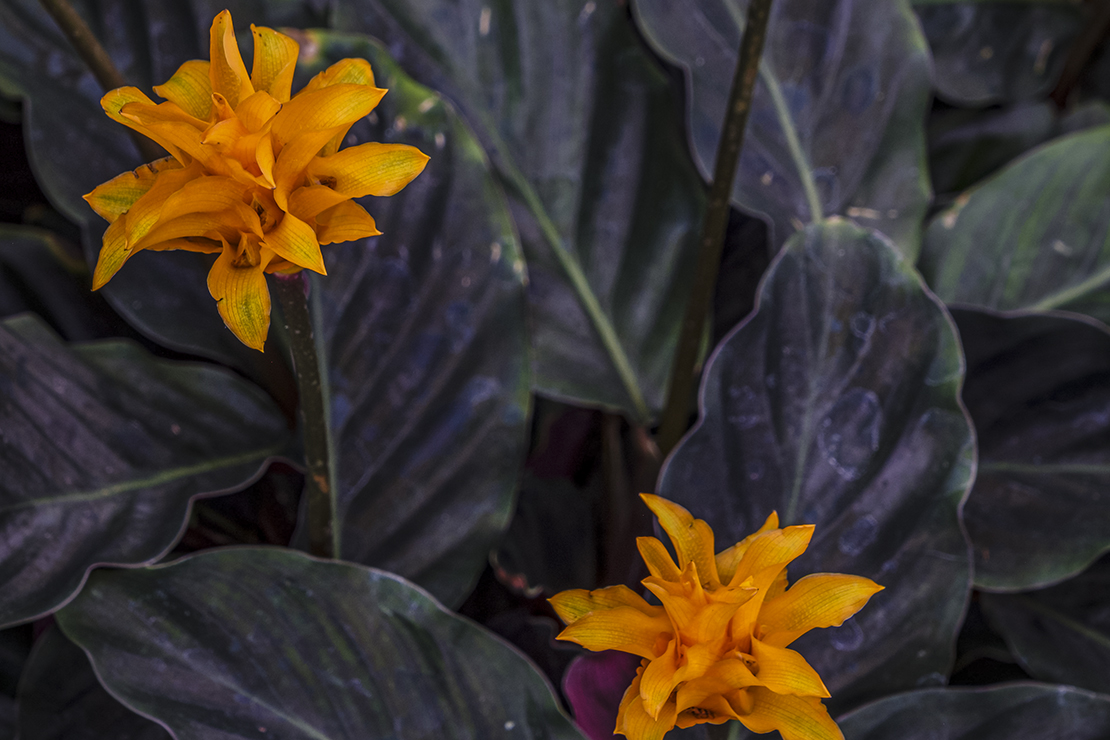 Weihnachtsblumen – Pflanze mit dunkelvioletten Blätter und orangefarbenen Blüten. Foto: AdobeStock_Tolo